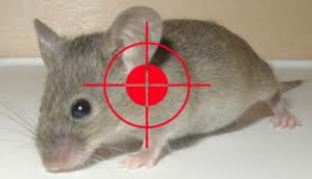 Dịch vụ diệt trừ & kiểm soát chuột
